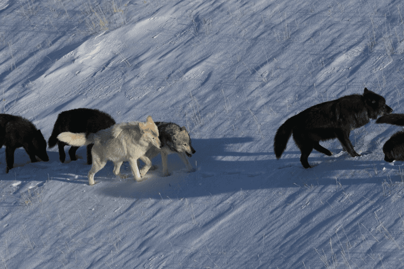 Scavenger Support System