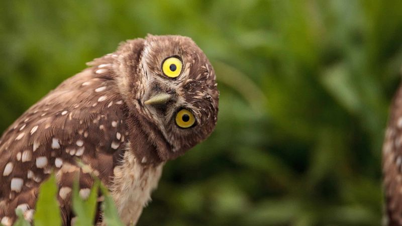 The Evolutionary Tree Covers Every Known Species