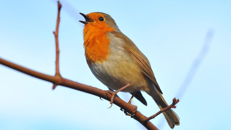 Females Can Influence Song Learning