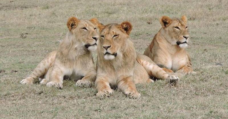 Big Cats' Remarkable Adaptability