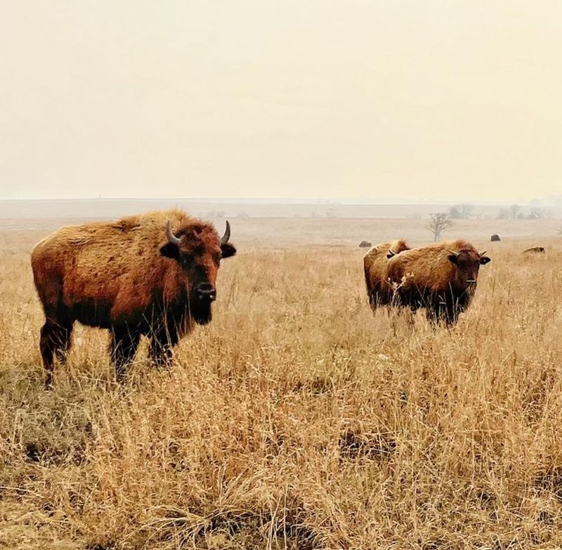 Bison As A Symbol Of Resilience And Survival
