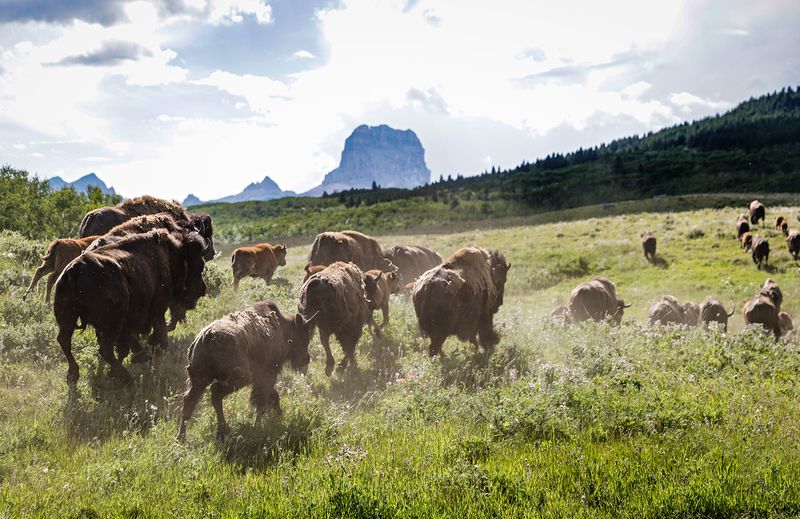 Bison's Role In Ecological Balance And Cultural Restoration