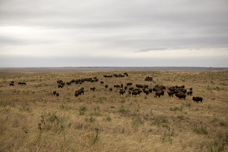 Bison And Tribal Identity