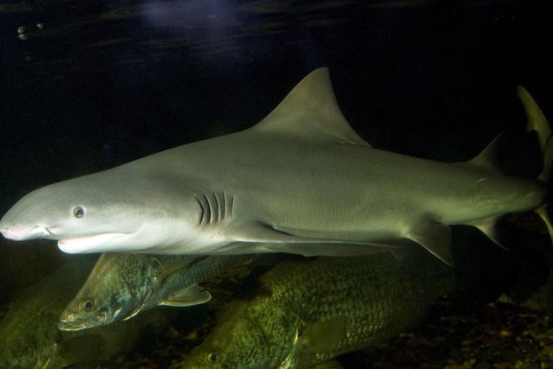 New Guinea River Shark: Papua's Forgotten Predator