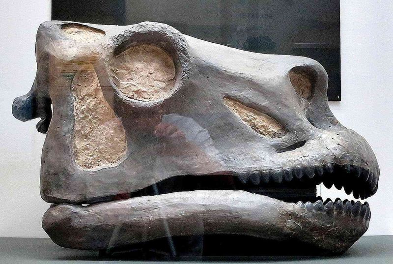 Head Smaller Than Its Heart
