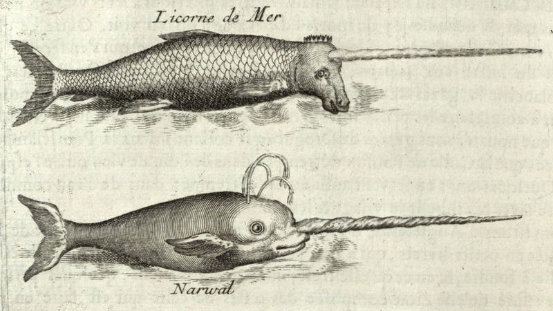 The Unicorn Connection