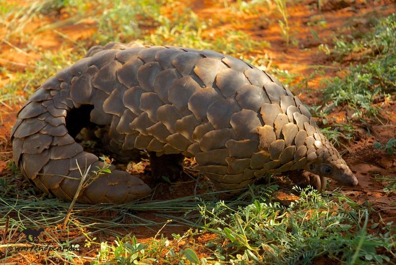 Temminck's Ground Pangolin (Smutsia temminckii)