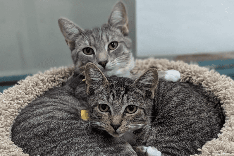 Bonded Pairs