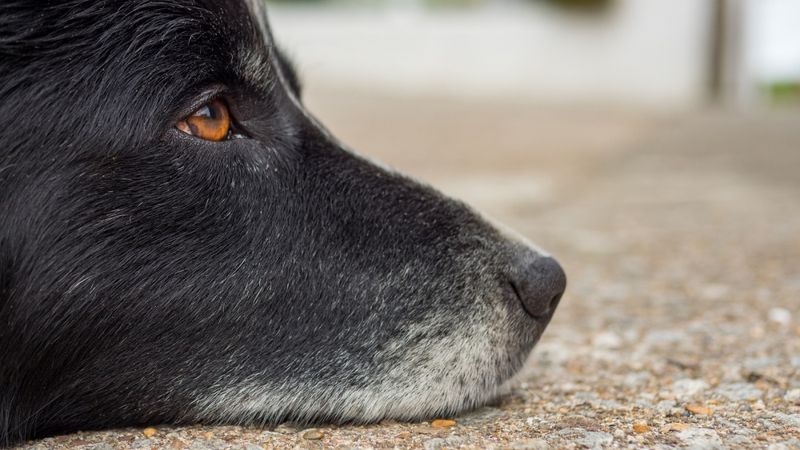 Senior Dogs Wait Longest For Adoption