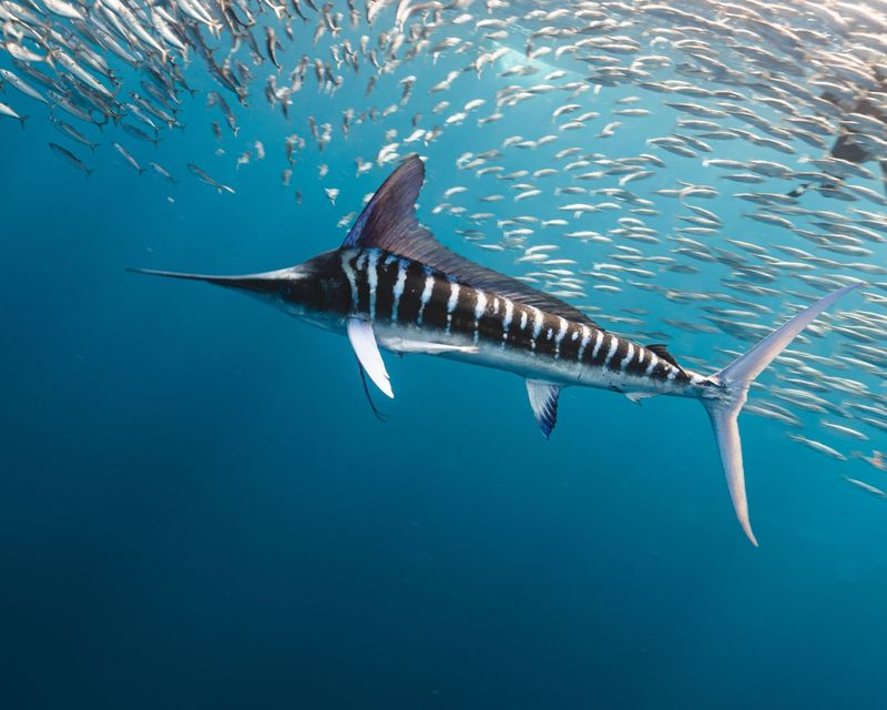 Black Marlin
