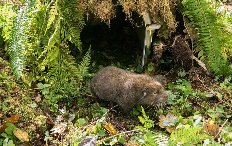 Mountain Beaver (Aplodontia rufa)