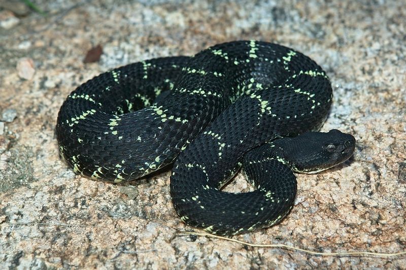 Arizona Black Rattlesnake