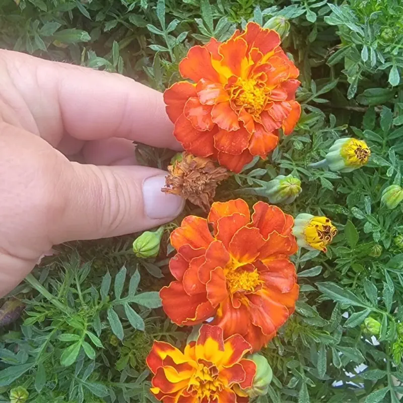 Marigold Munchies