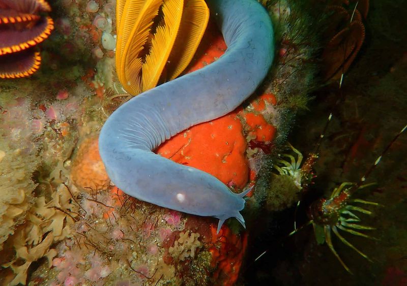 Hagfish