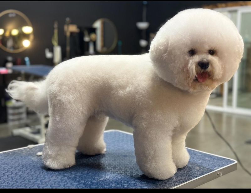 Bichon Frise