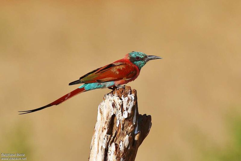Northern Carmine Bee-Eater: Africa's Crimson Acrobat