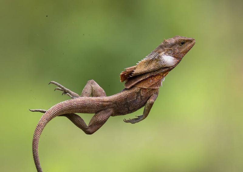 Frilled-Necked Lizard