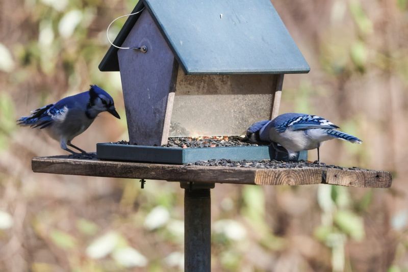 Bullies At The Feeder