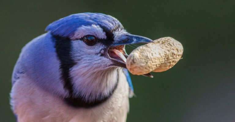 Blue Jays May Not Be The Bird You Want In Your Yard And Here’s Why