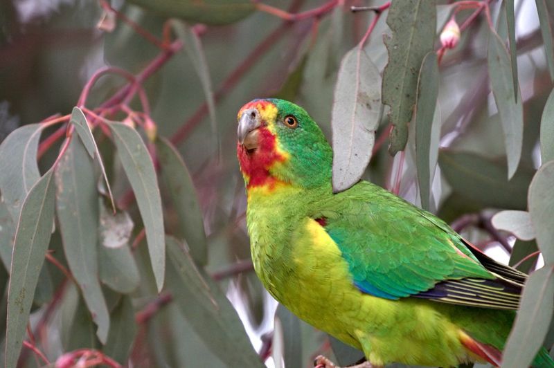 Swift Parrot: The Tiny Traveler