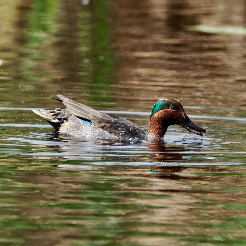 Green-Winged Teal