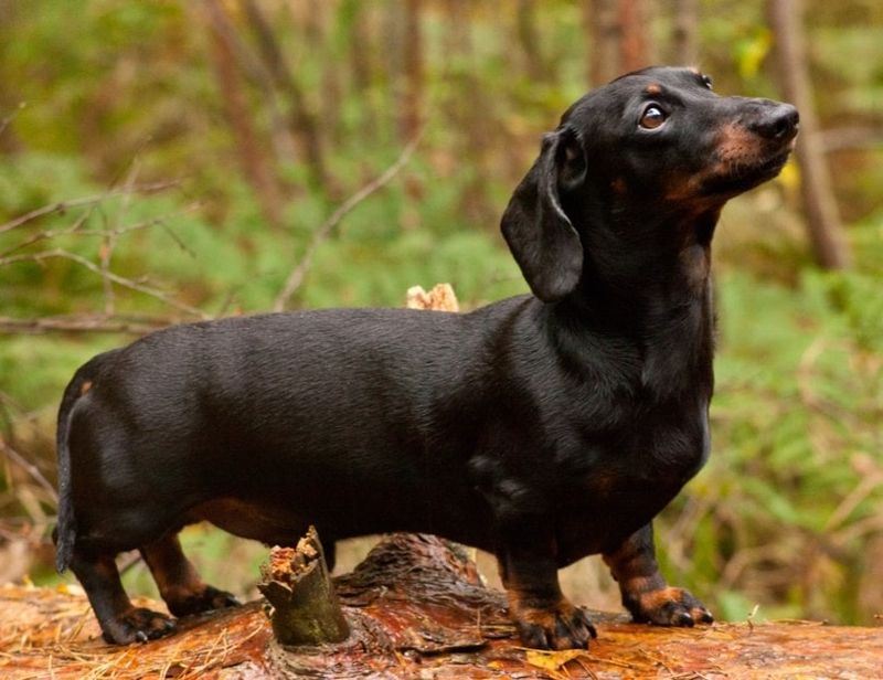 Dachshund