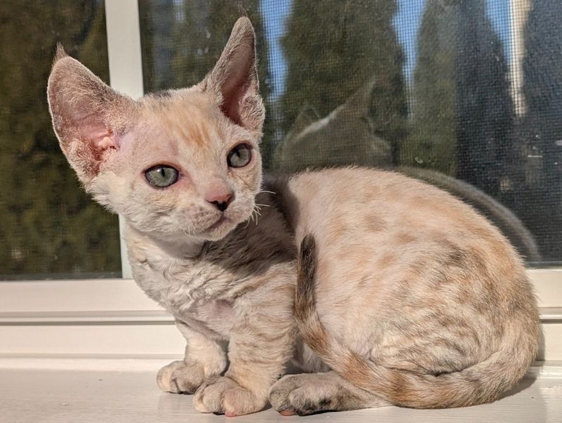 Pixie-Faced Minskin