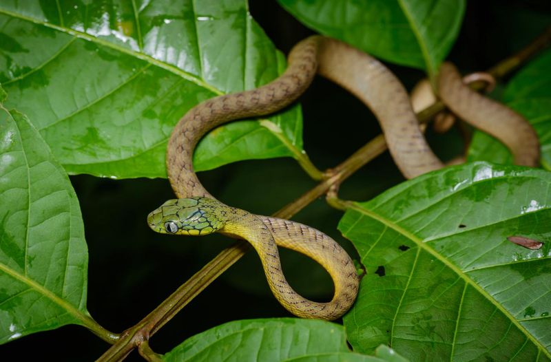 Boiga cyanea - Green Cat Snake