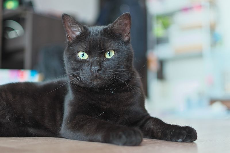 American Shorthair: The Classic Companion
