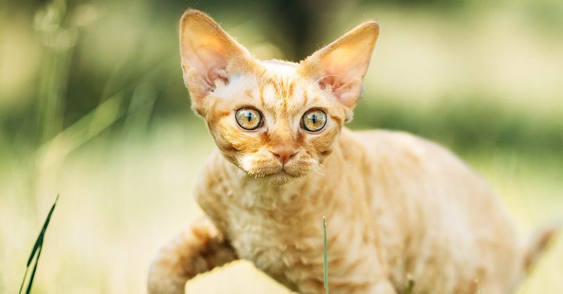 Devon Rex: The Mischievous Mastermind