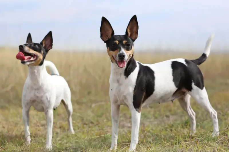 Tag-Along Toy Fox Terriers