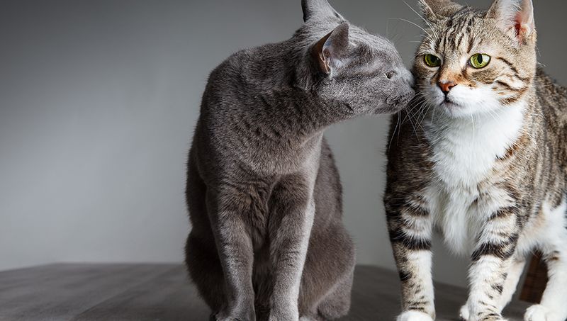 Multi-Pet Household Integration Timeline
