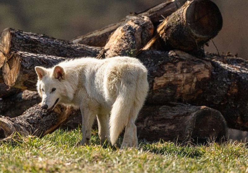 Wildlife Experts Urge Caution With Future Releases