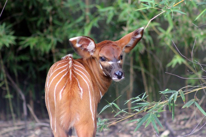 A Key Player In Forest Health