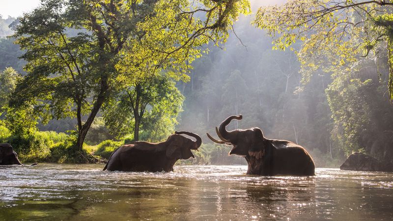 Phuket Elephant Sanctuary In Thailand