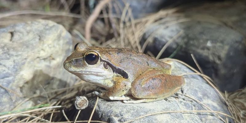 The Role Of Hybridization In Biodiversity Loss