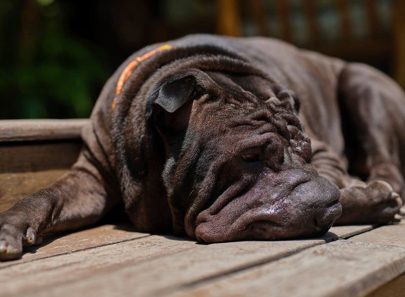 Chinese Shar-Pei