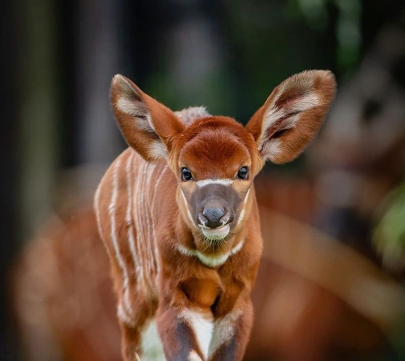 Bongo Calves Are Surprisingly Independent