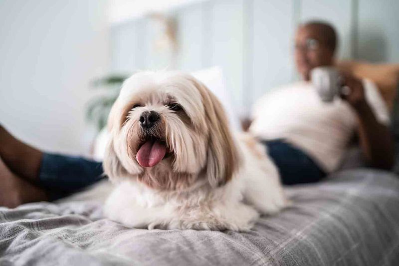 Shih Tzus – Built For Indoor Living