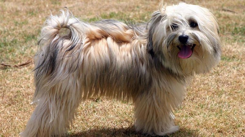 Havanese