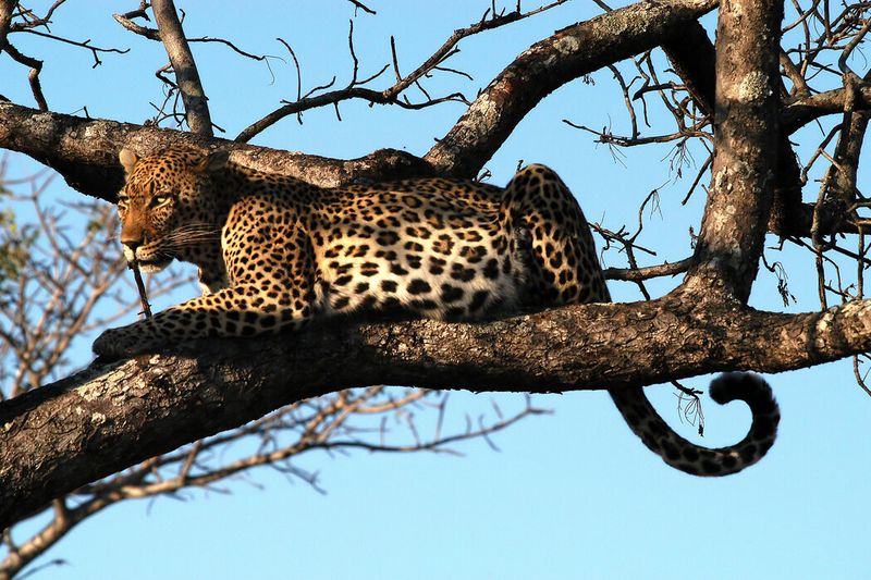 Leopards' Strategic Tree Caching