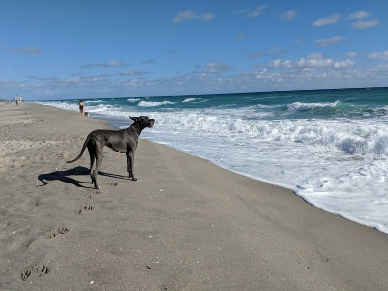 Jupiter Dog Beach's Canine Community