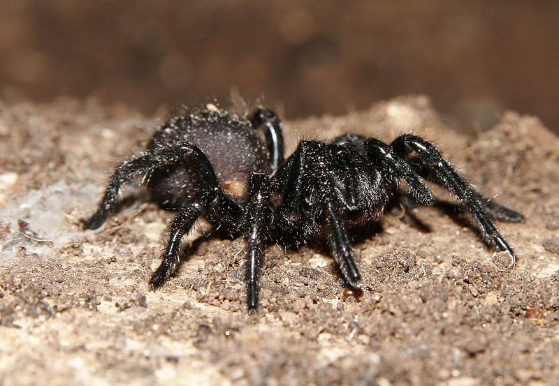Australian Funnel-Web Spider