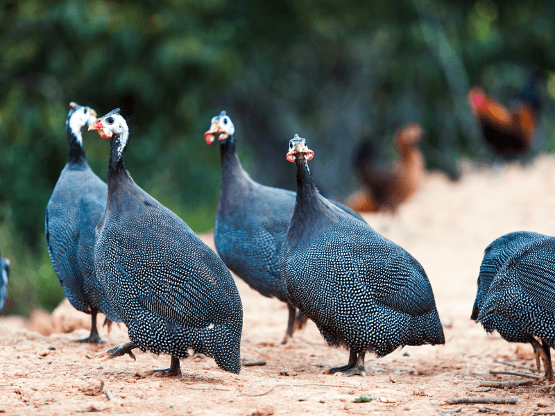 Guinea Fowl