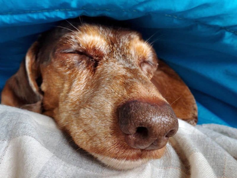 Dachshund