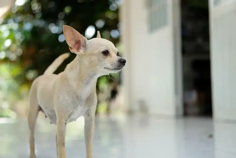 Chihuahua