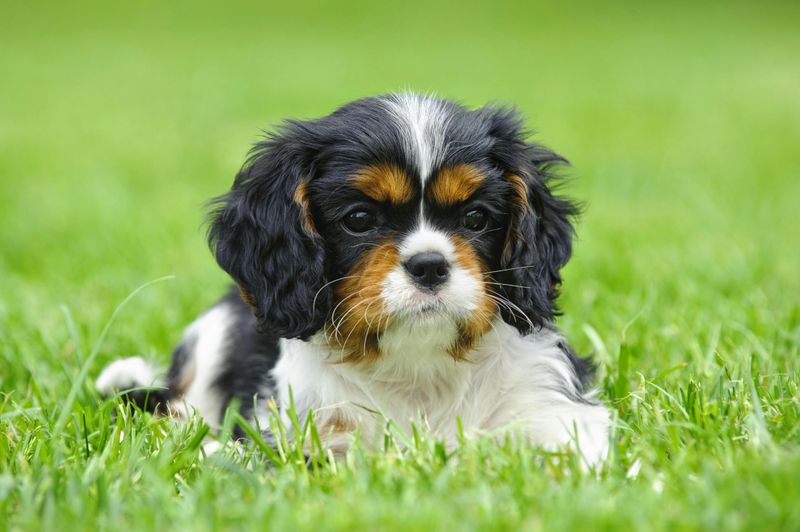 Cavalier King Charles Spaniels – Royal Dogs With Fragile Hearts