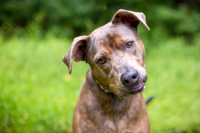 Mixed Breed Mutts: Uniquely Grateful