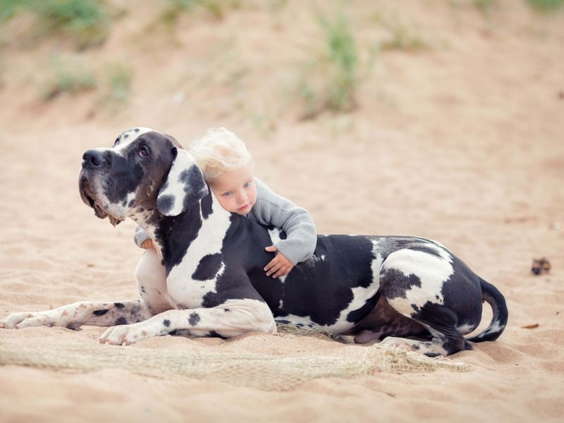 Great Danes: Gentle Giants With Tender Hearts