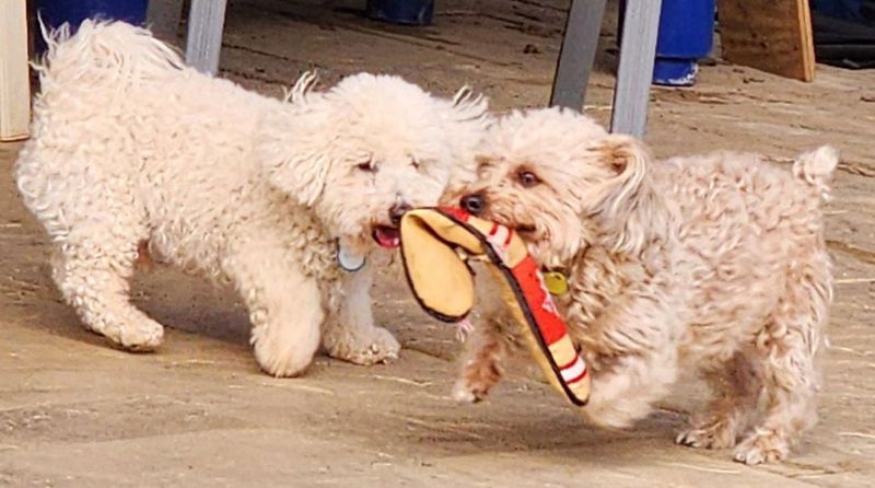 Bichon Frises: Small Dogs With Big Friendship Energy
